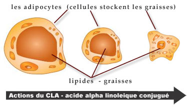 actions du CLA actions du CLA
